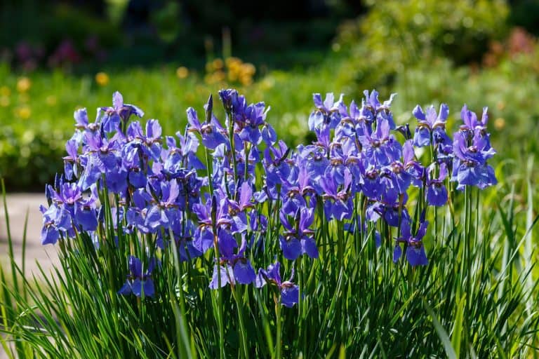 Siberian-Iris, The 17 Best Plants to Grow in Zone 4a (-30 to -25 °F/-34.4 to -31.7 °C)