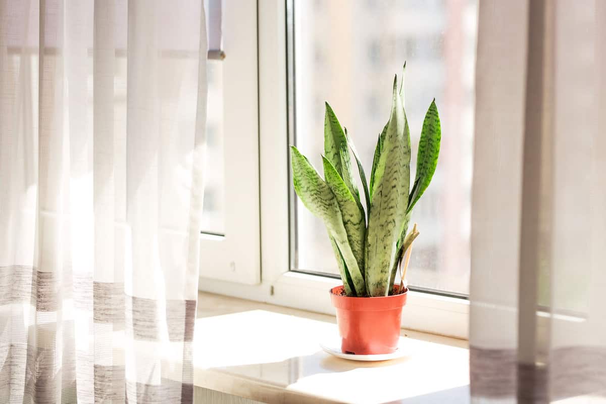 Snake plant on the window sill
