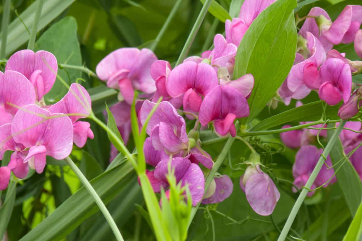 Pink leaves of a Sweet pea