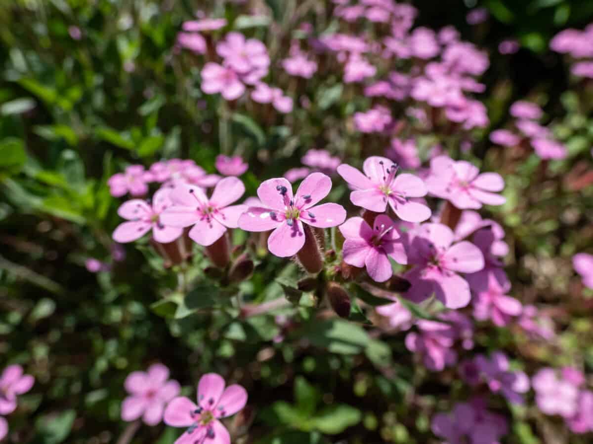 The rock soapwort or tumbling Ted (Saponaria ocymoides) flowering with pink five-petalled flowers