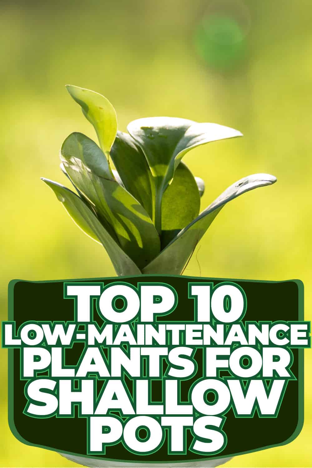Top 10 Low-Maintenance Plants for Shallow Pots: Perfect for Small Spaces!