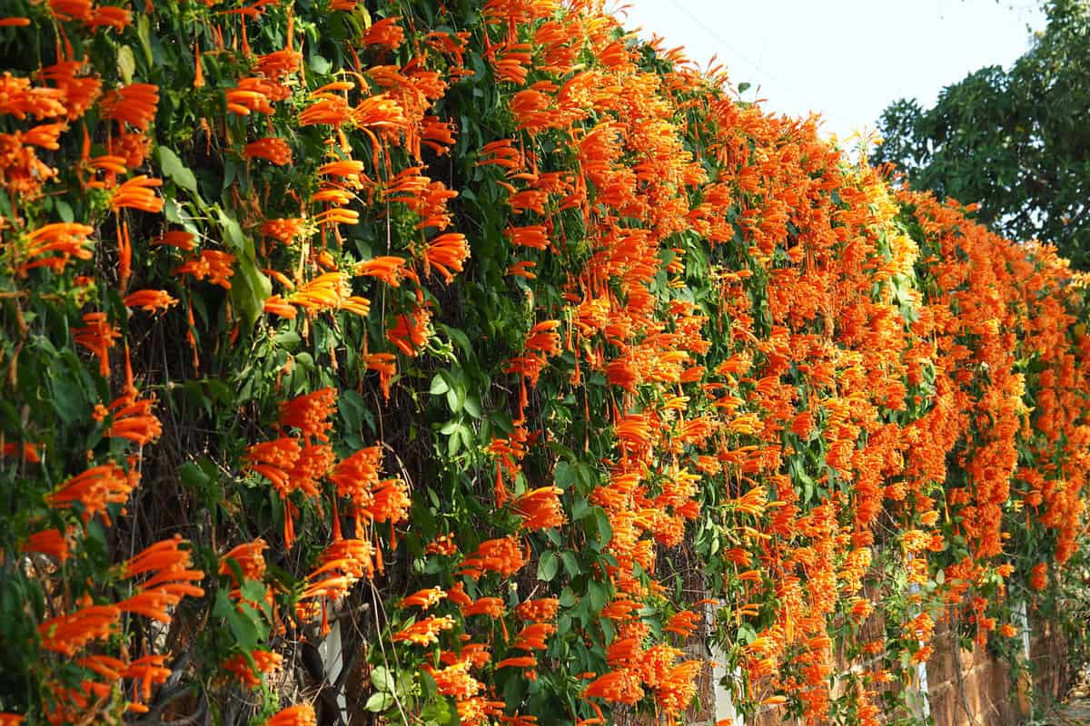 Gorgeous orange leaves of a Trumpet Vine