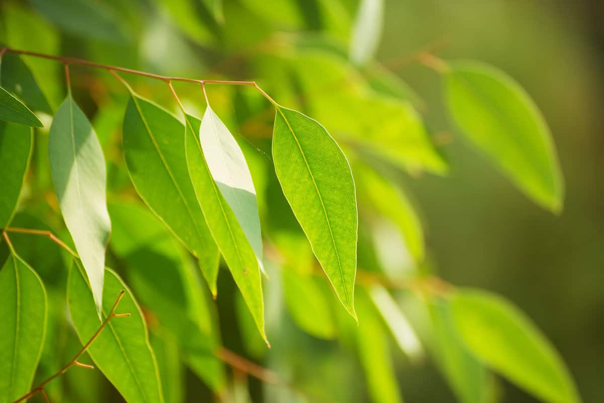 Up close photograph of a Eucalyptus leaf