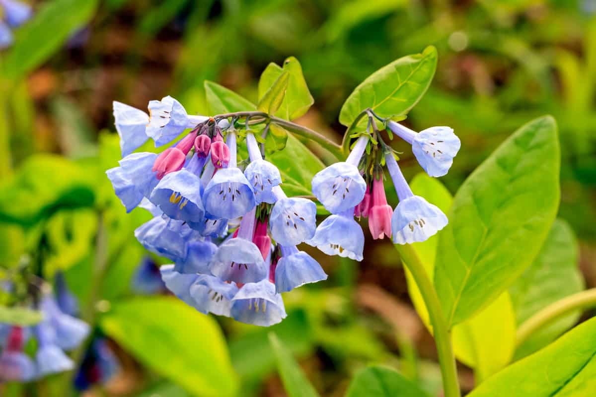 Beautiful blue leaves of a Virginia Bluebells
