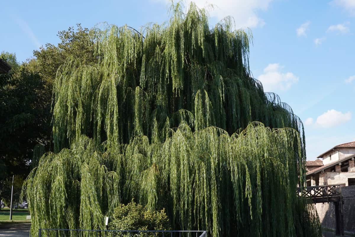 A huge Weeping Willow