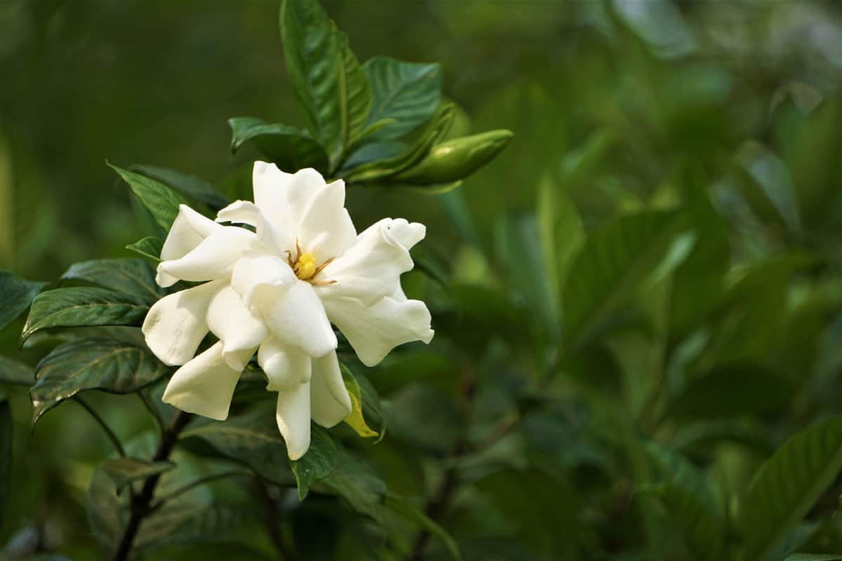 White Gardenia flower