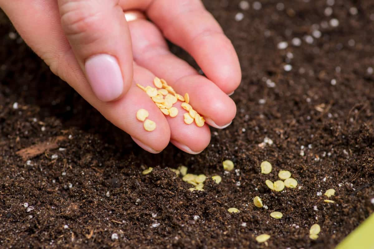 Woman's hand holds seeds of bell pepper sowing into soil