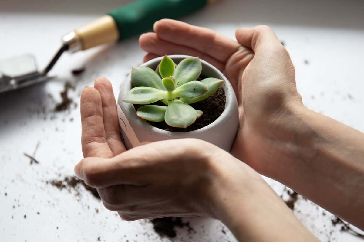 White young succulent held by a young gardener
