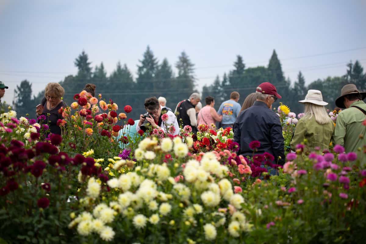 dahlia trial garden in Oregon