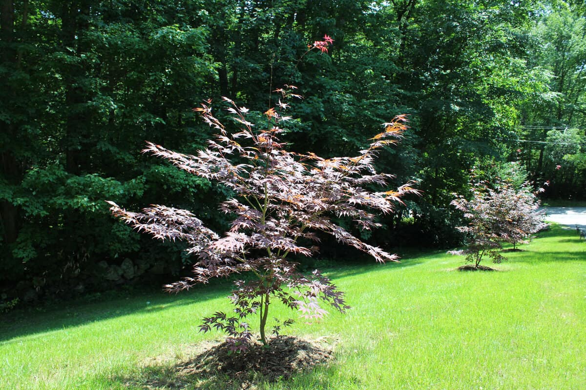 A small red maple in the garden