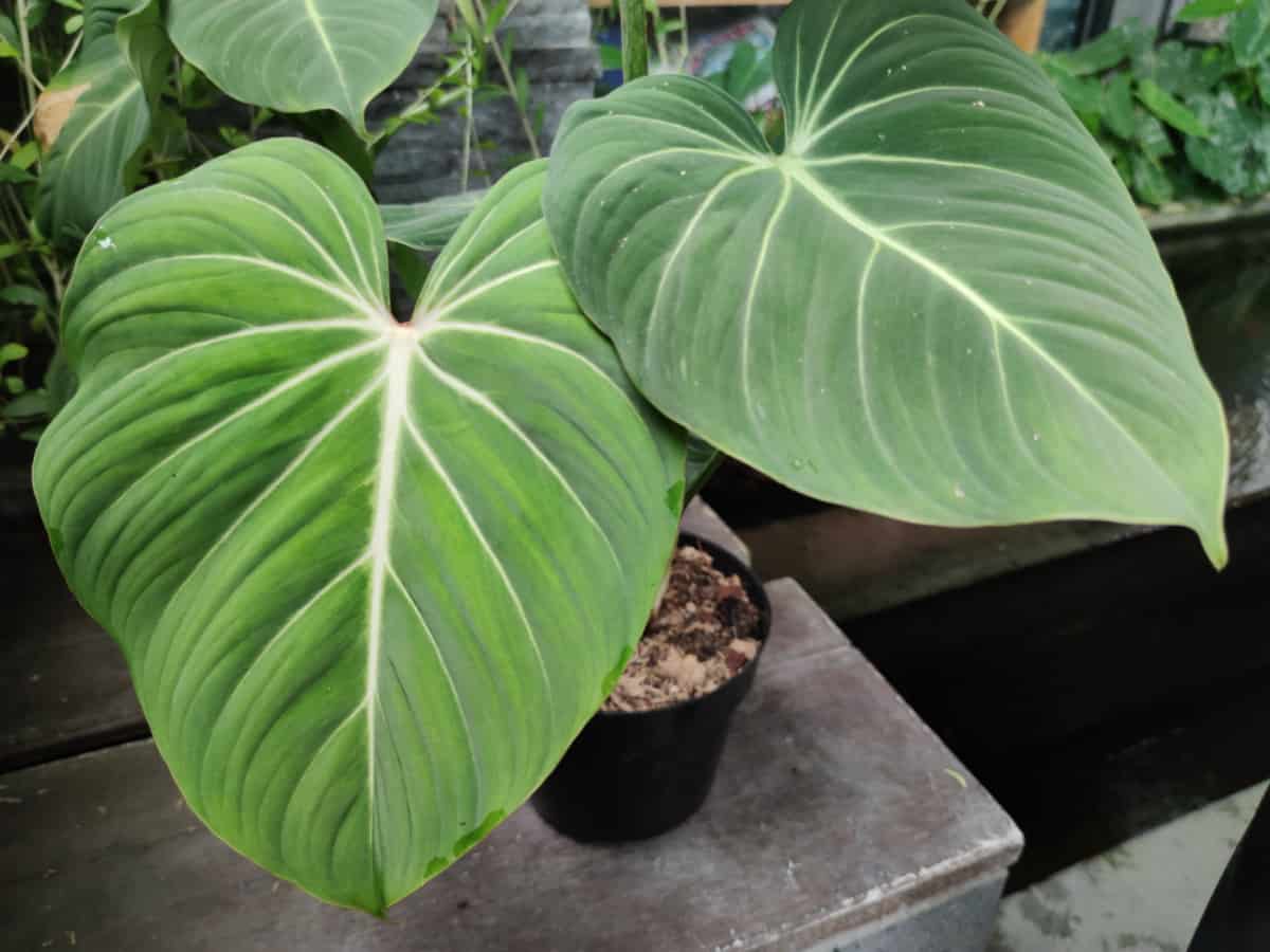 philodendron gloriosum in a pot