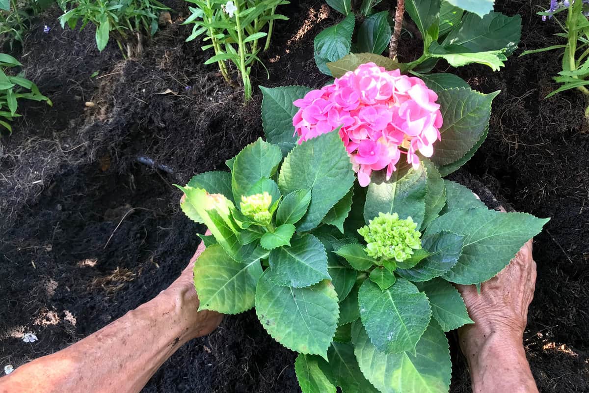 Taking care of a small and gorgeous hydrangea flower in the garden