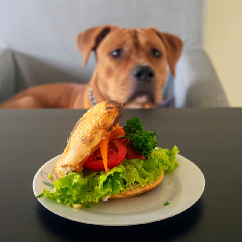 Dog looking at table food