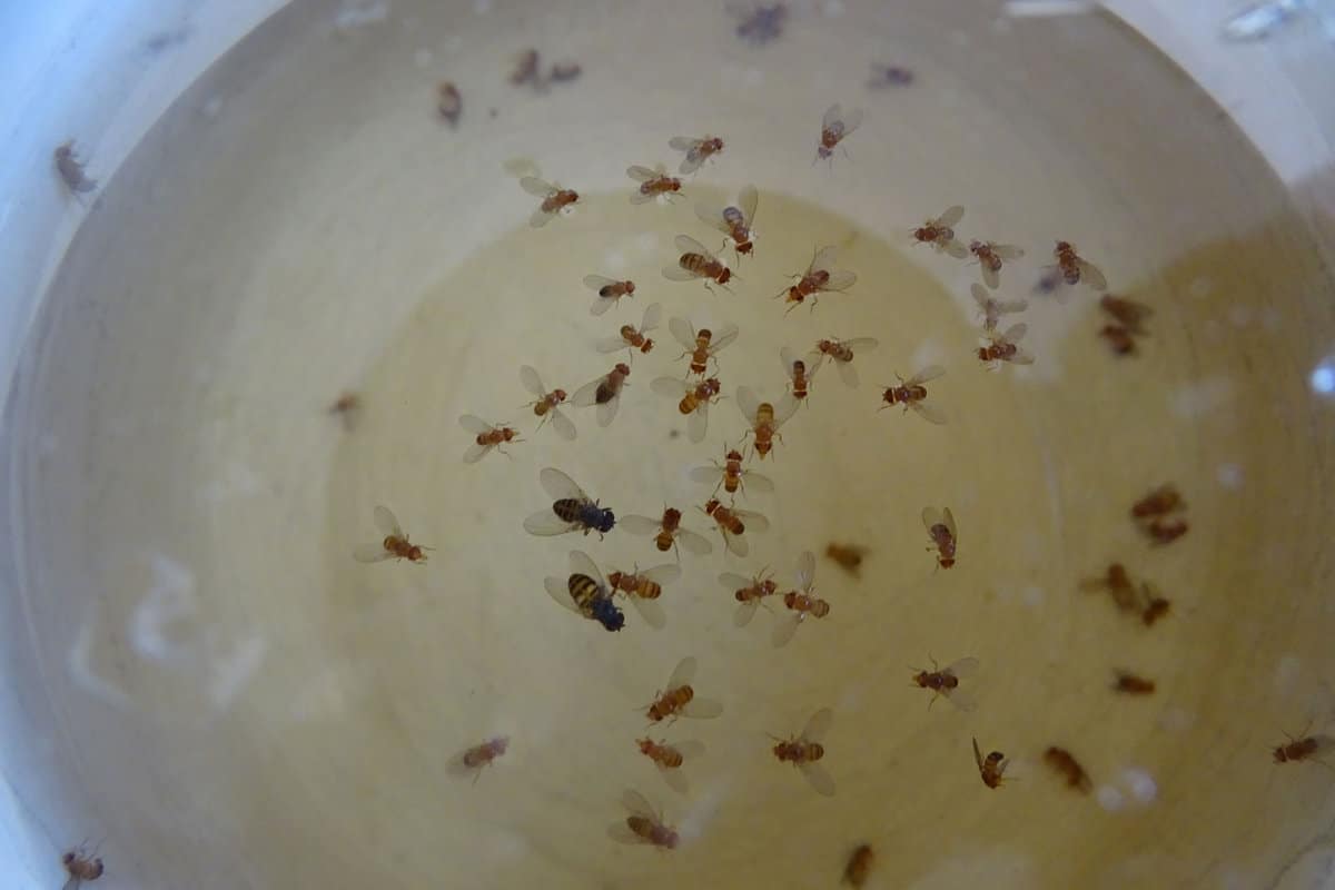 A bowl full of vinegar with trapped fungus gnats