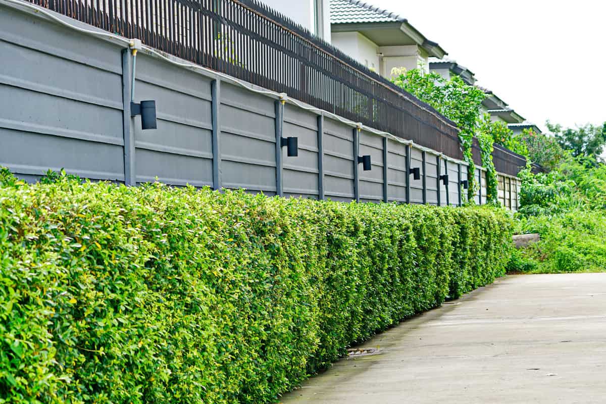 Precast concrete fence, strong, durable with green leaf tree and beautiful exterior