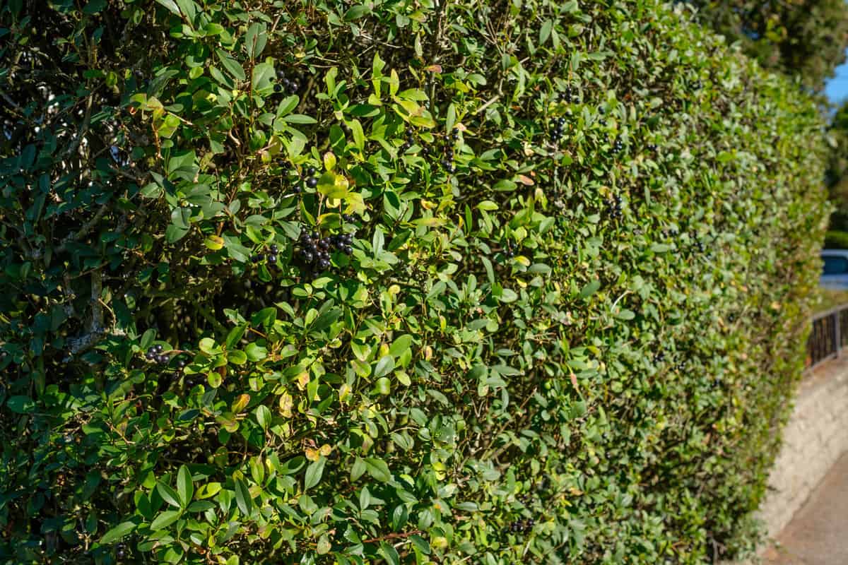 Privet (Ligustrum) as hedge plant with black berries