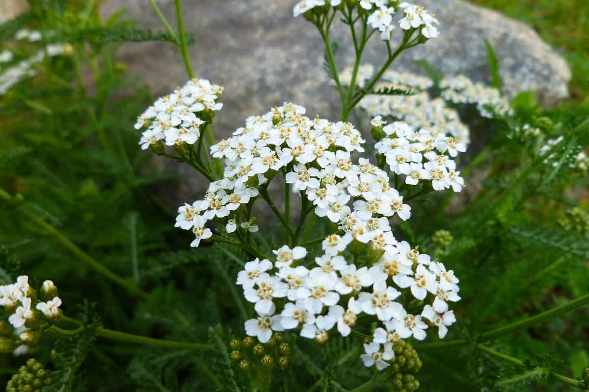 Gorgeous white yarrow flower