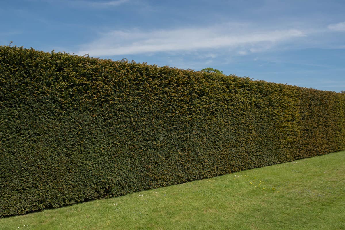 Traditional Yew Hedge (Taxus baccata) in a Garden