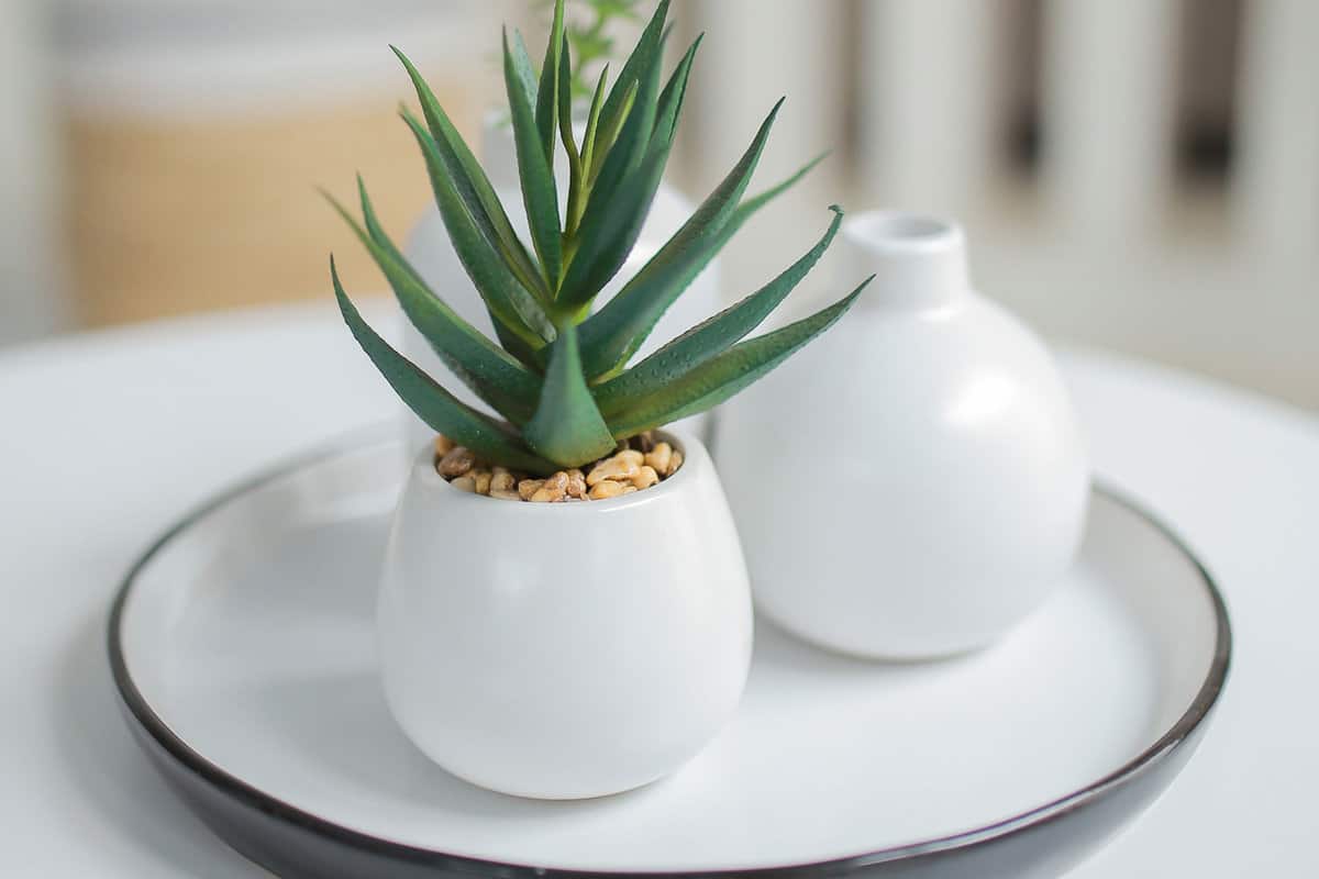Aloe vera plant in a white pot placed on top of a dish saucer