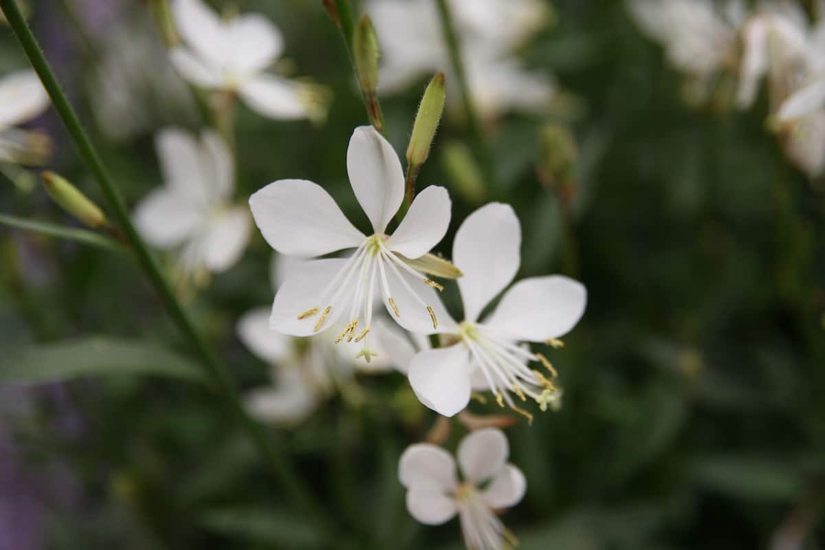 White gaura flower up close