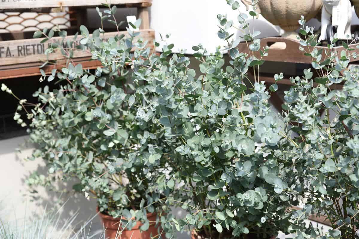 A home-grown eucalyptus plant