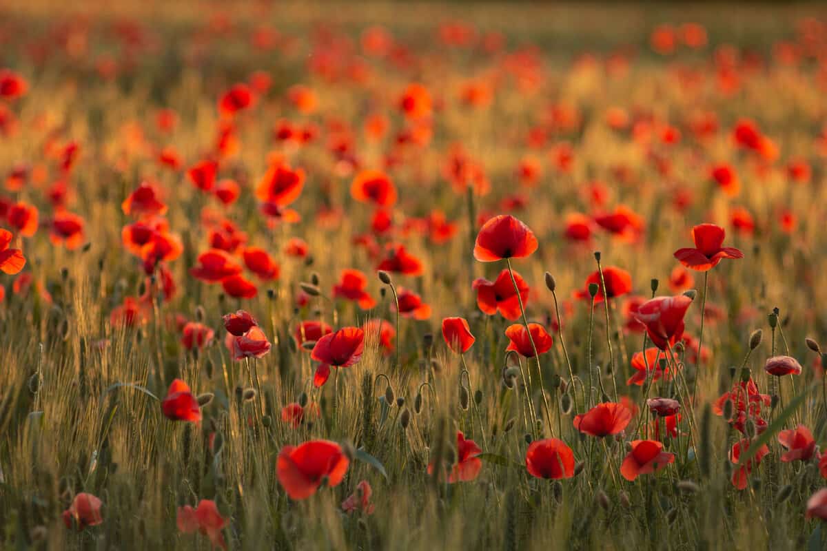 Flowers Red poppies blossom on wild field