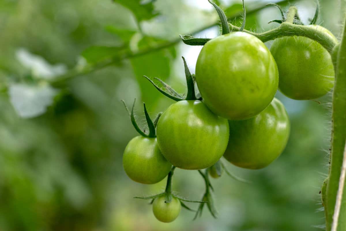 Unripe tomato in the garden