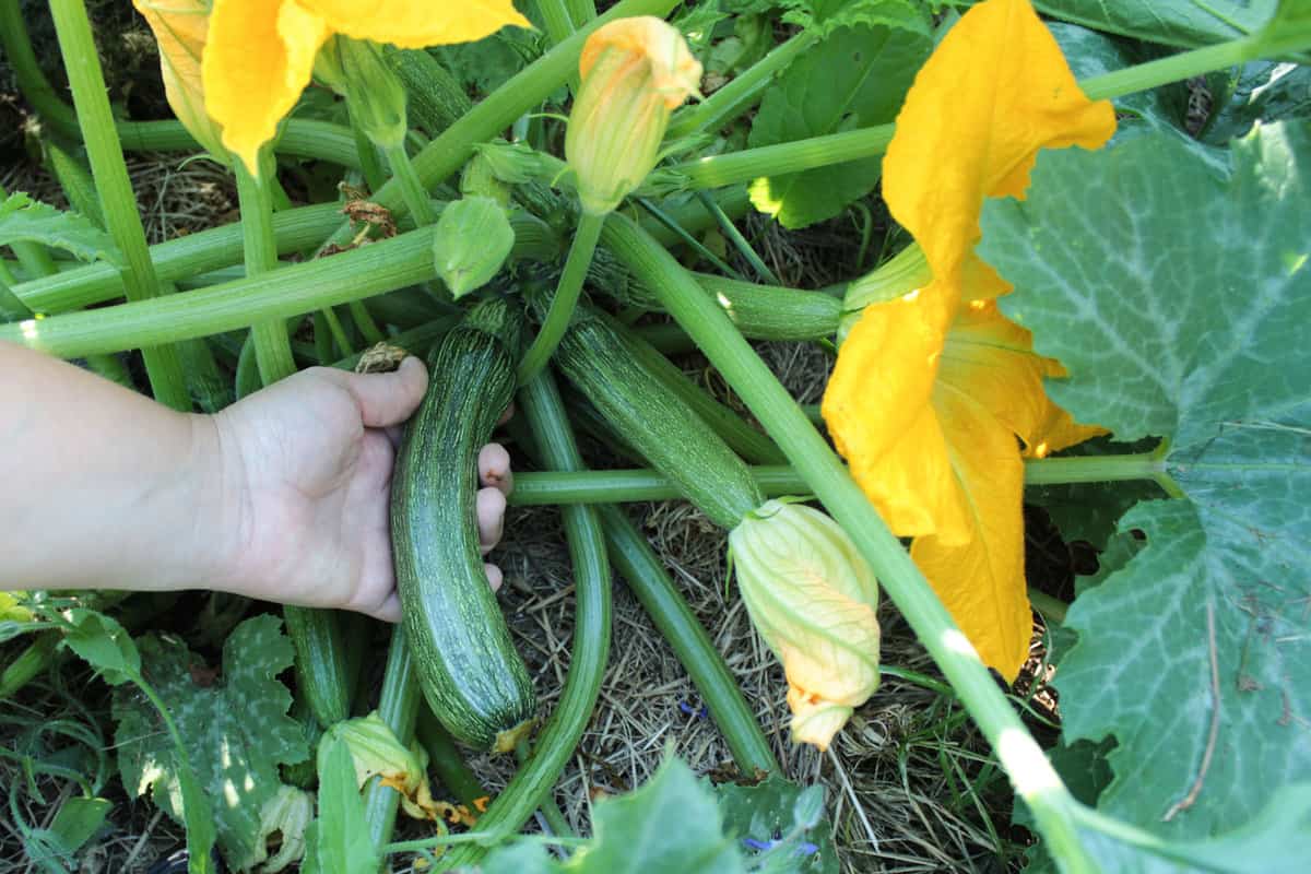 Woman harvesting zucchinis in the garden