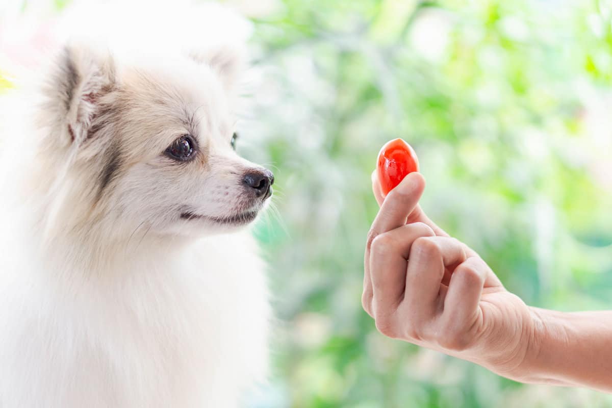 Giving tomato to cute Pomeranian dog
