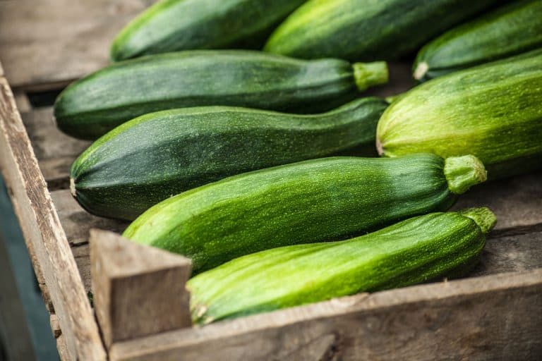 Freshly harvested Zucchinis, Planting Zucchini and Cucumbers Together: What You Need To Know