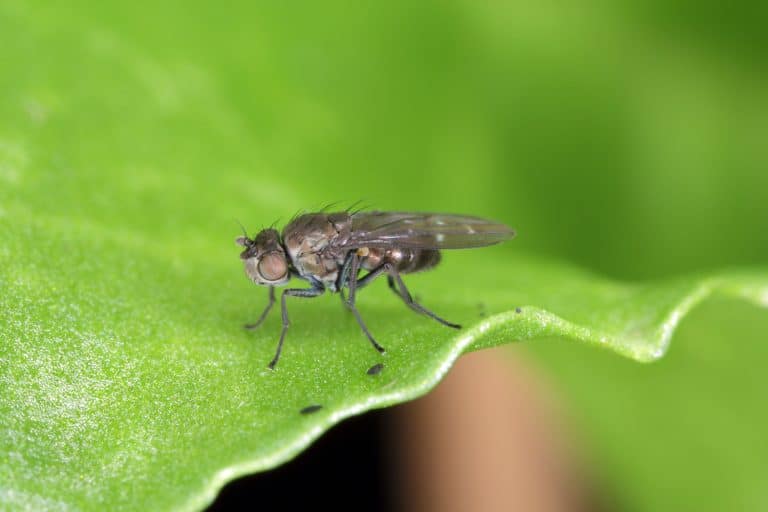Up close photo of a fungus gnat, Best Gnat Killer for Indoor Plants: Quick Guide to Top 6 Solutions