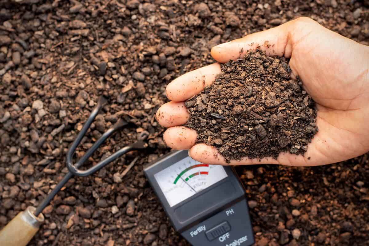 Man holding a handful of soil for pH testing