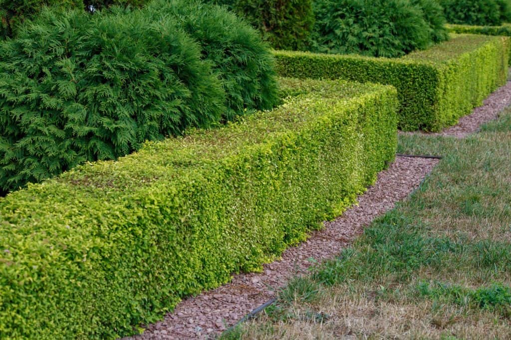 Square shaped green hedge cut fence separated from dry lawn with red granite chips