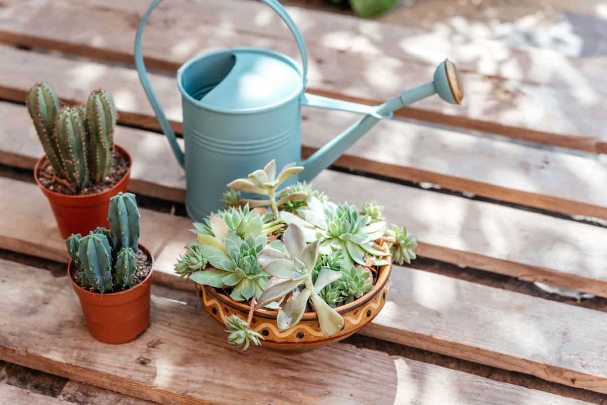 A watering bucket and succulents on the sides
