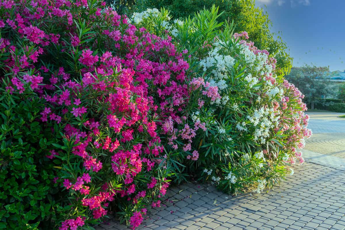 Background with a flowering oleander shrub in the park