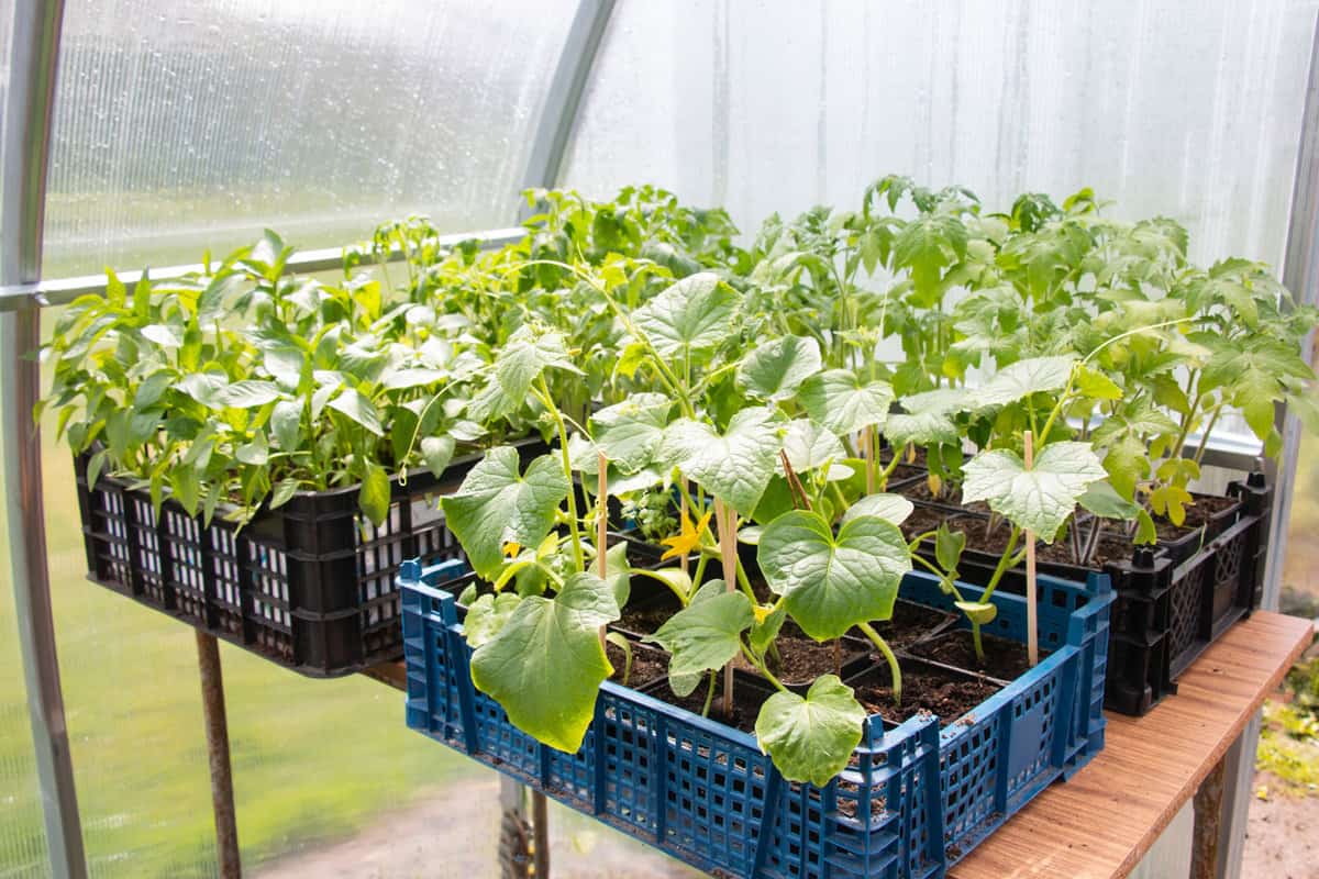 Young cucumbers inside a green house