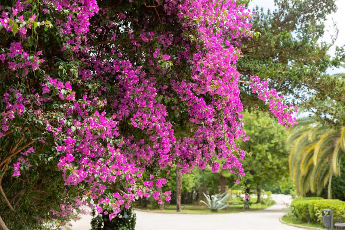 A huge Bougainvillea's tree at the garden