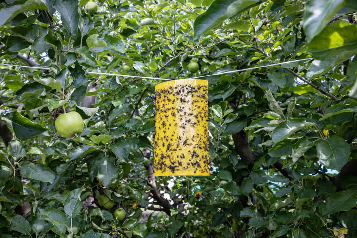 Fly traps hanged between guava trees