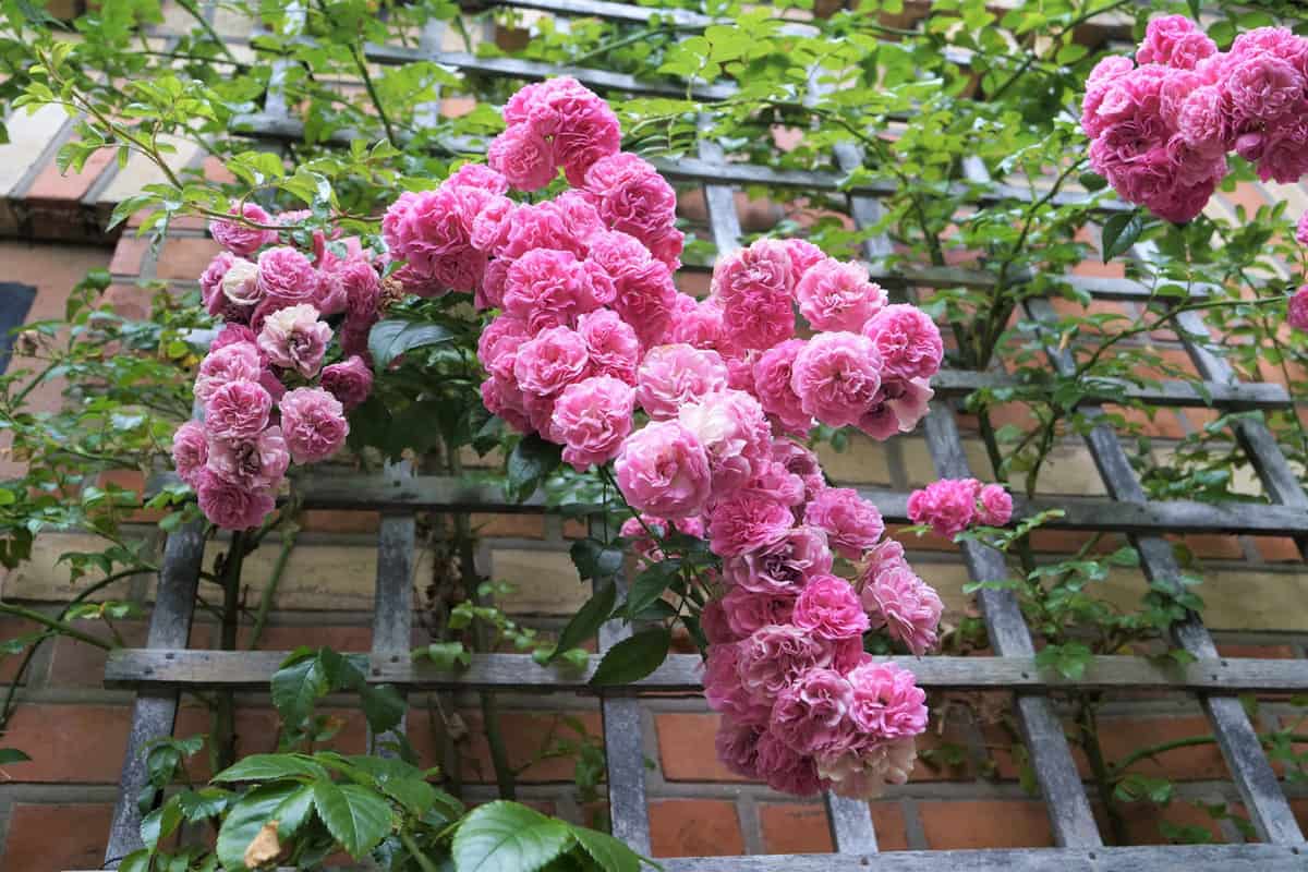 A pink rose bush climbing on window in a park 