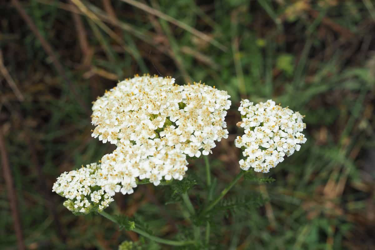 White petals of a Yarrow plant