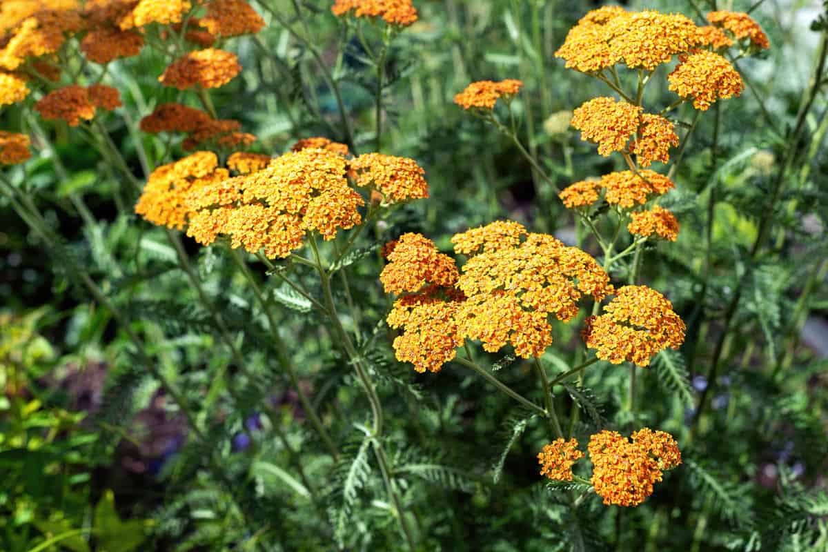 Bright yellow blooming petals of a yarrow plant