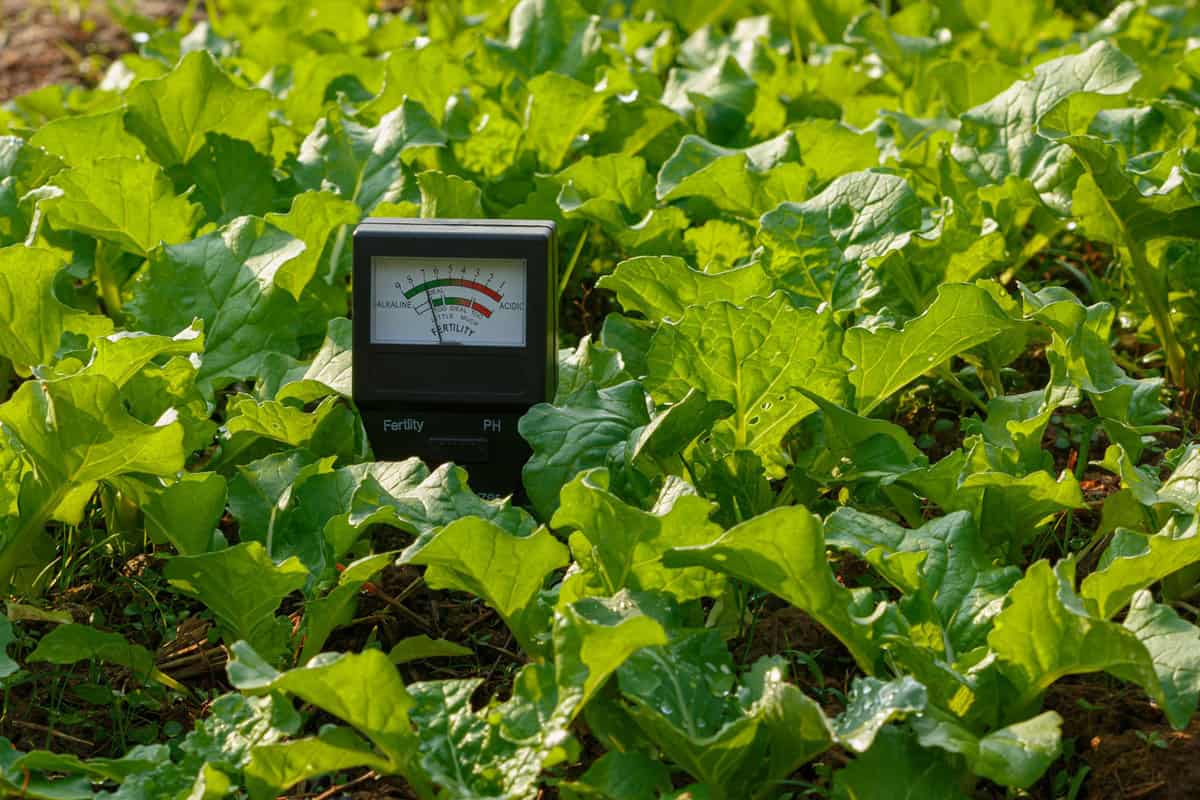 A soil testing instrument placed in the middle of a vegetable garden