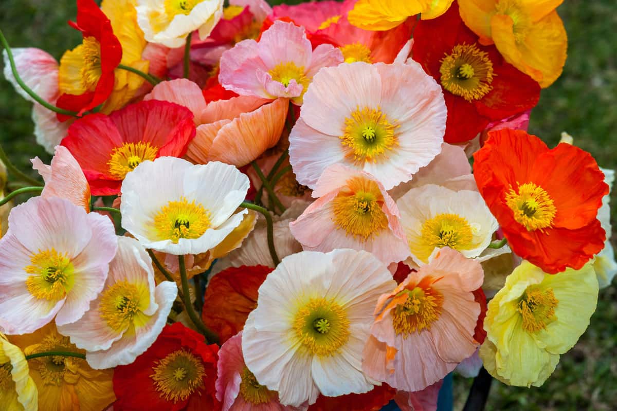 A bunch of beautifu, brightly coloured poppy flowes