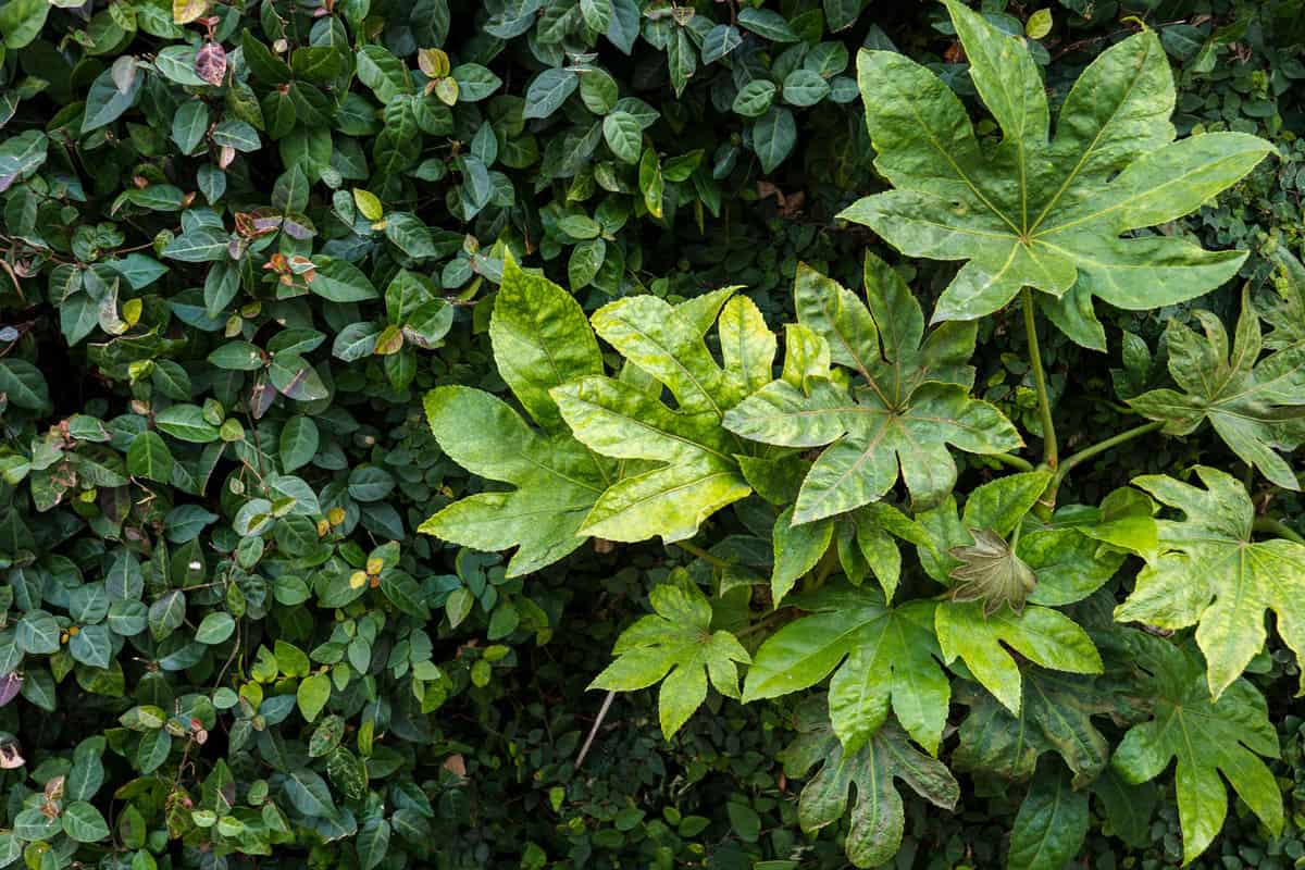 Japanese aralia and Trachelospermum