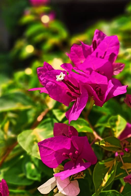Bougainvillea's planted and blooming at the garden