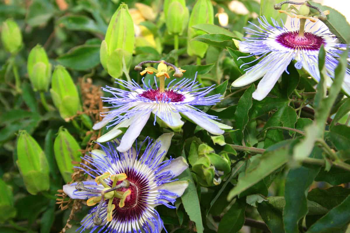 Planting passionflower