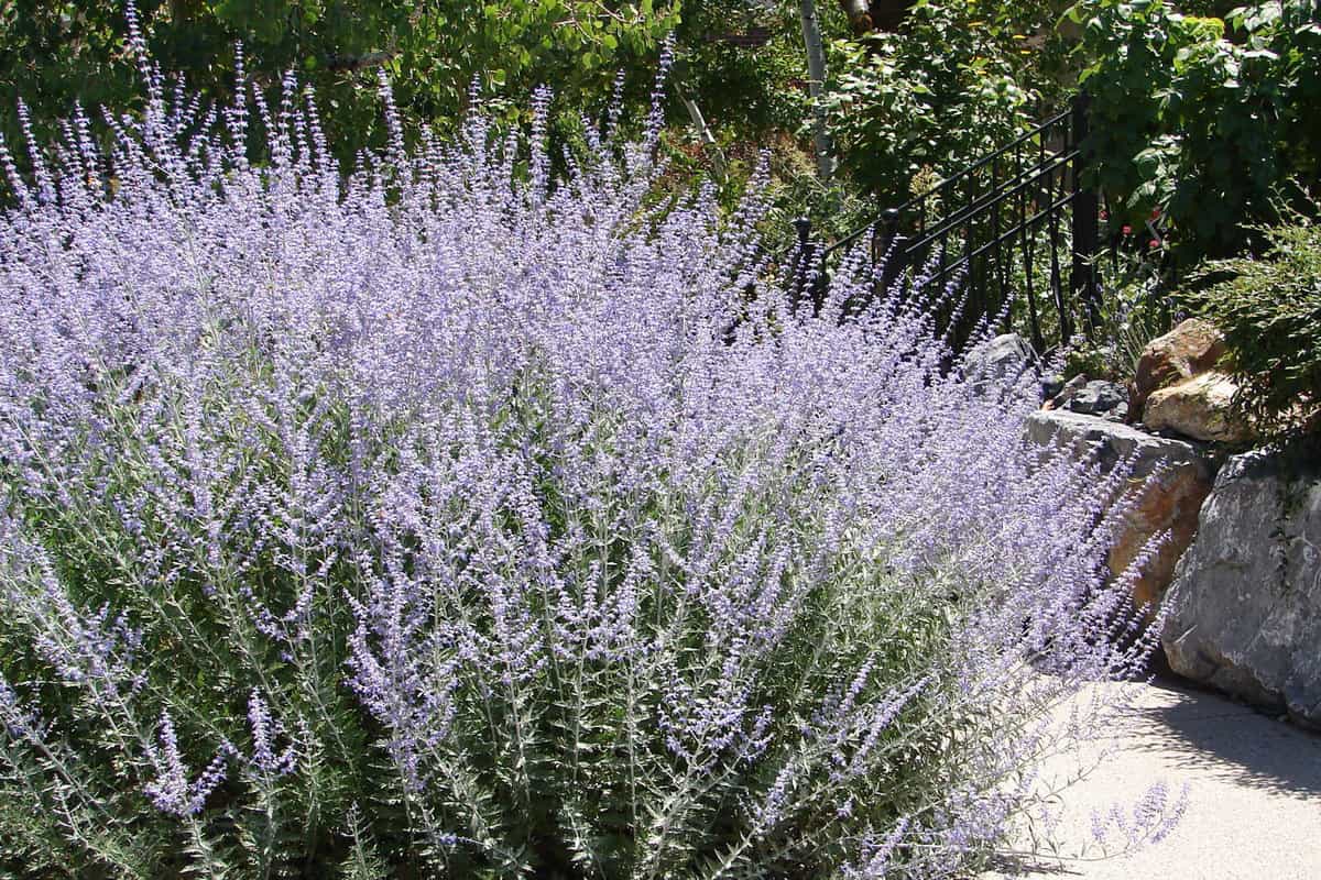 Bright Russian sage planted in the garden