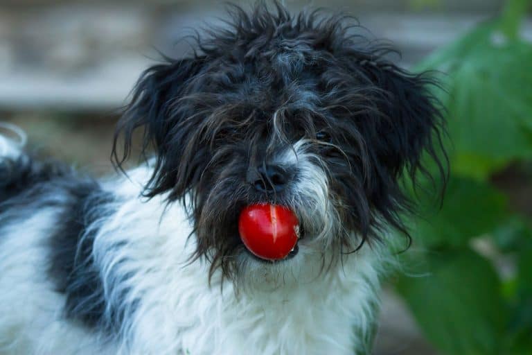 Dog eating tomato, Can Dogs Eat Lettuce And Tomatoes?