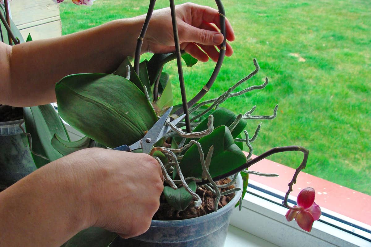 Woman pruning her indoor plant