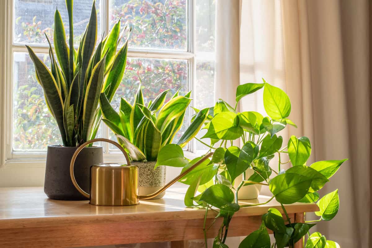 Indoor plants placed on the windowsill for proper lighting